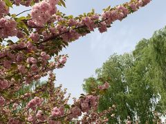 -莲花池公园