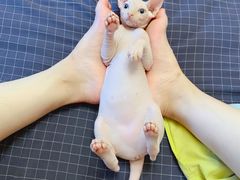 -纳吉亚猫专科动物医院博雅分院
