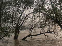 -宝安西湾红树林湿地公园