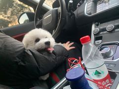 -翊宠yipet猫狗购宠庄园犬舍•猫舍