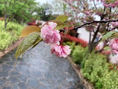 -顾村公园