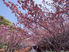 -高东镇樱花园