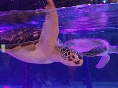 -暹罗海洋世界