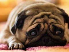 -一鸣真鲜奶吧(景城花园奶吧)