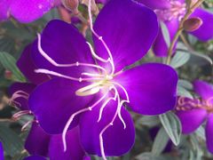 商户图片-南宁良凤江国家森林公园