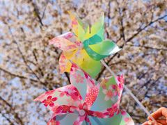 -高东镇樱花园
