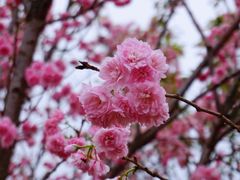 -天适樱花悠乐园