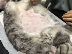 -宠爱国际动物医院· 猫科· 外科·中兽医(长白店)