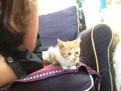 -Sirena海妖日咖夜酒