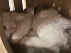 -Mr.Fox狐狸先生超级密室(南山店)