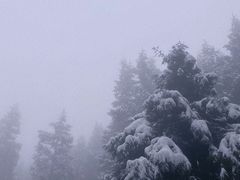 -武陵山森林公园