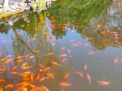 -西湖外事游船(花港观鱼码头)