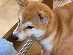 -是阿柴呀！柴犬咖啡·爱喵喵猫咖