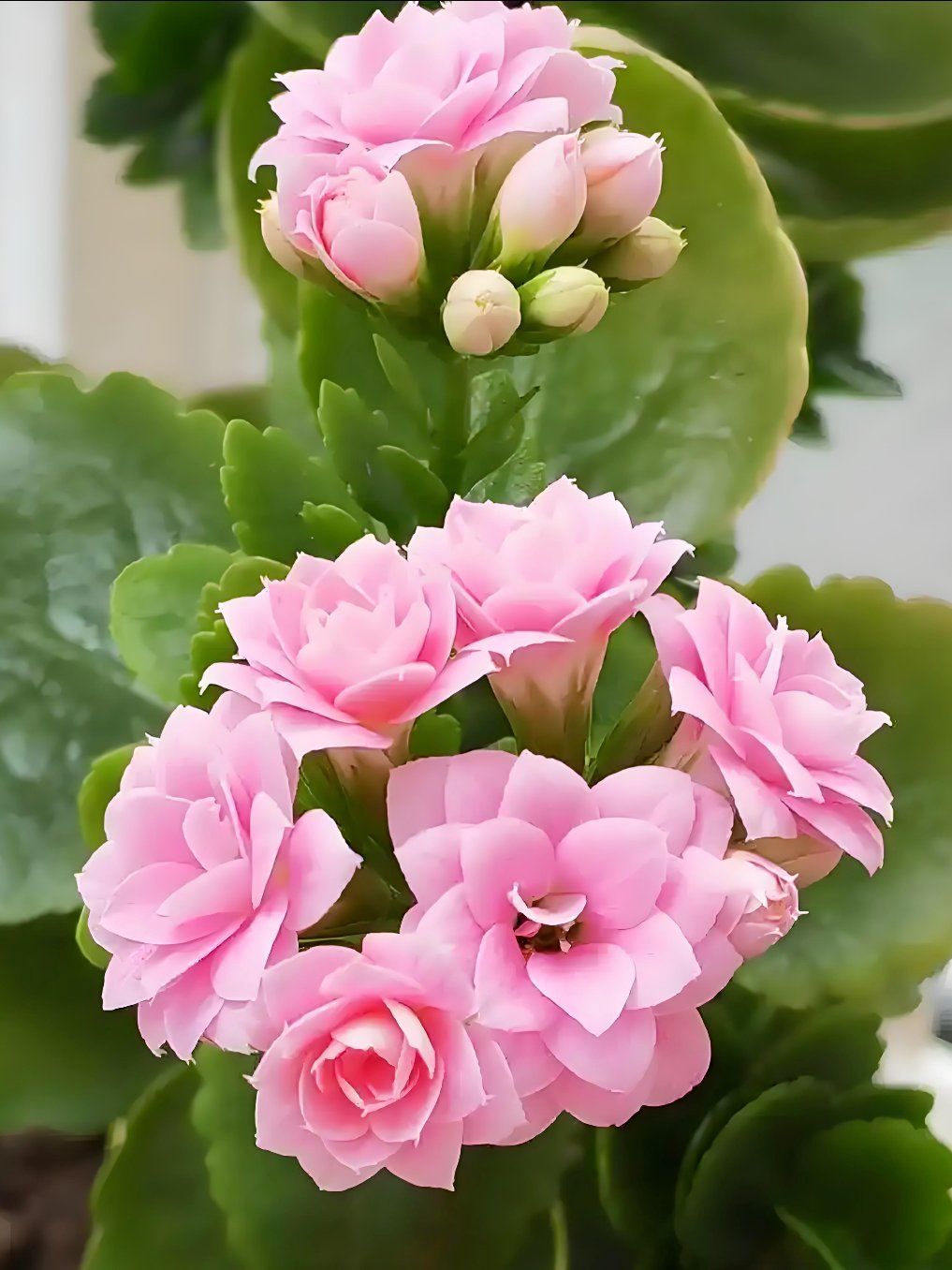 粉色长寿花,寓意:感恩与祝福/长寿和健康