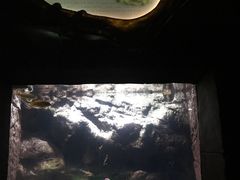 很多很多这样的，上面写着黑魔鬼，里面是不知名的小鱼-苏州海洋馆