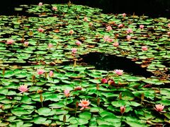 -白鹭湾湿地公园
