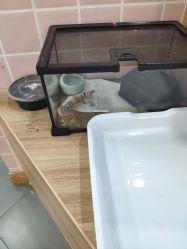 -Moni星球萌宠·小马宝莉·灵蛇·高端高阶全萌宠互动体验俱乐部(红豆国际广场店)