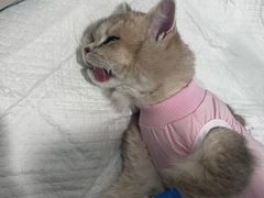 -纳吉亚猫专科动物医院博雅分院