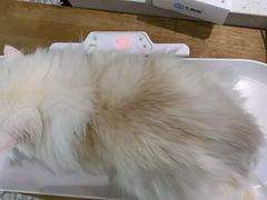 -momokira米努特·德文卷毛猫·棉花面纱犬