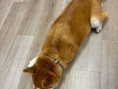-柴迷FANS CLUB·柴犬狗咖·猫咖
