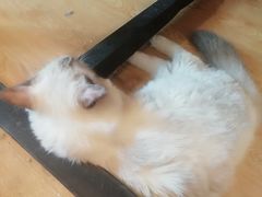 -万小咖.猫咖(中山路天虹店)