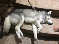 -more than meow吴止猫主题餐厅(承德 中船汇店)