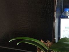 -上海虹桥西郊假日酒店