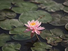 -大湾区中央湿地公园