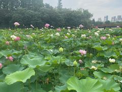 -黄兴公园