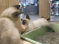 -屋虎猫馆(宝安大仟里店)
