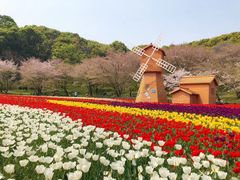 -苏州上方山国家森林公园