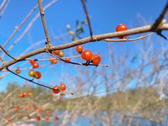 -大兴滨河森林公园