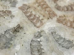 -官塘陈记鱼生·潮汕砂锅粥·牛肉火锅(潮枫路总店)