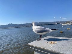 -海埂大坝