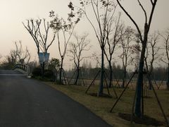 -上海长兴岛郊野公园