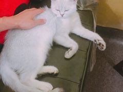 -猫色咖啡·猫咖