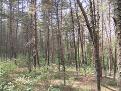 -帽儿山国家森林公园