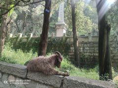 -泰山风景名胜区