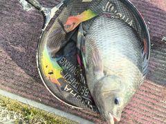 -会江钓鱼钓虾烧烤场