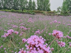 -紫颐香薰山谷景区