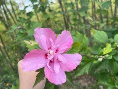 -金钉子远古世界景区