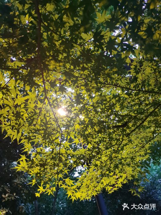 鸡鸣山公园图片