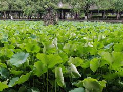 -四川大学(华西校区)