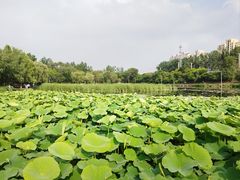 -前关湿地公园