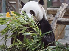 -栾川竹海野生动物园