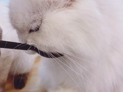 -小小班私人影院·猫咖(万达茂广场店)