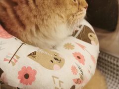 -东方名猫馆·英短金渐层布偶猫舍(环线广场1号楼店)