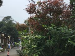 -凤来栖·净庭院·火锅(欧尚店)