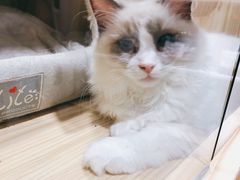 -屋虎猫馆(宝安大仟里店)