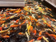 -龙悦湾酒家·八阵鱼生·渔人码头店